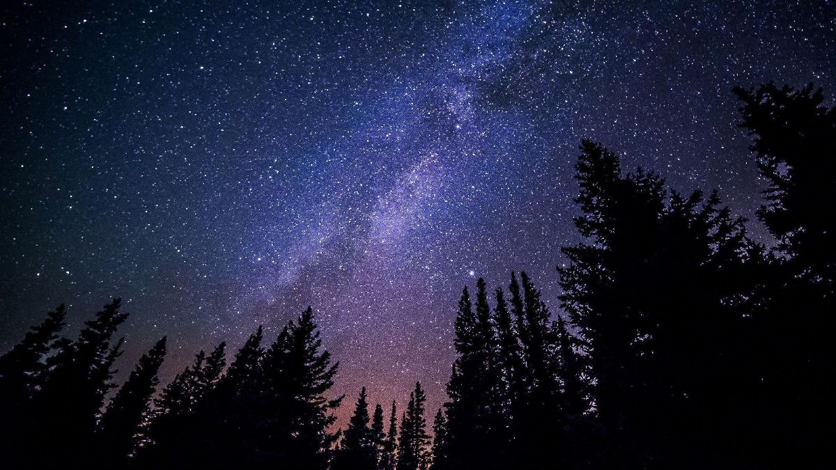 From Bright Night in Wallpaper Wizard — HD Desktop Background With starry  night in the forest