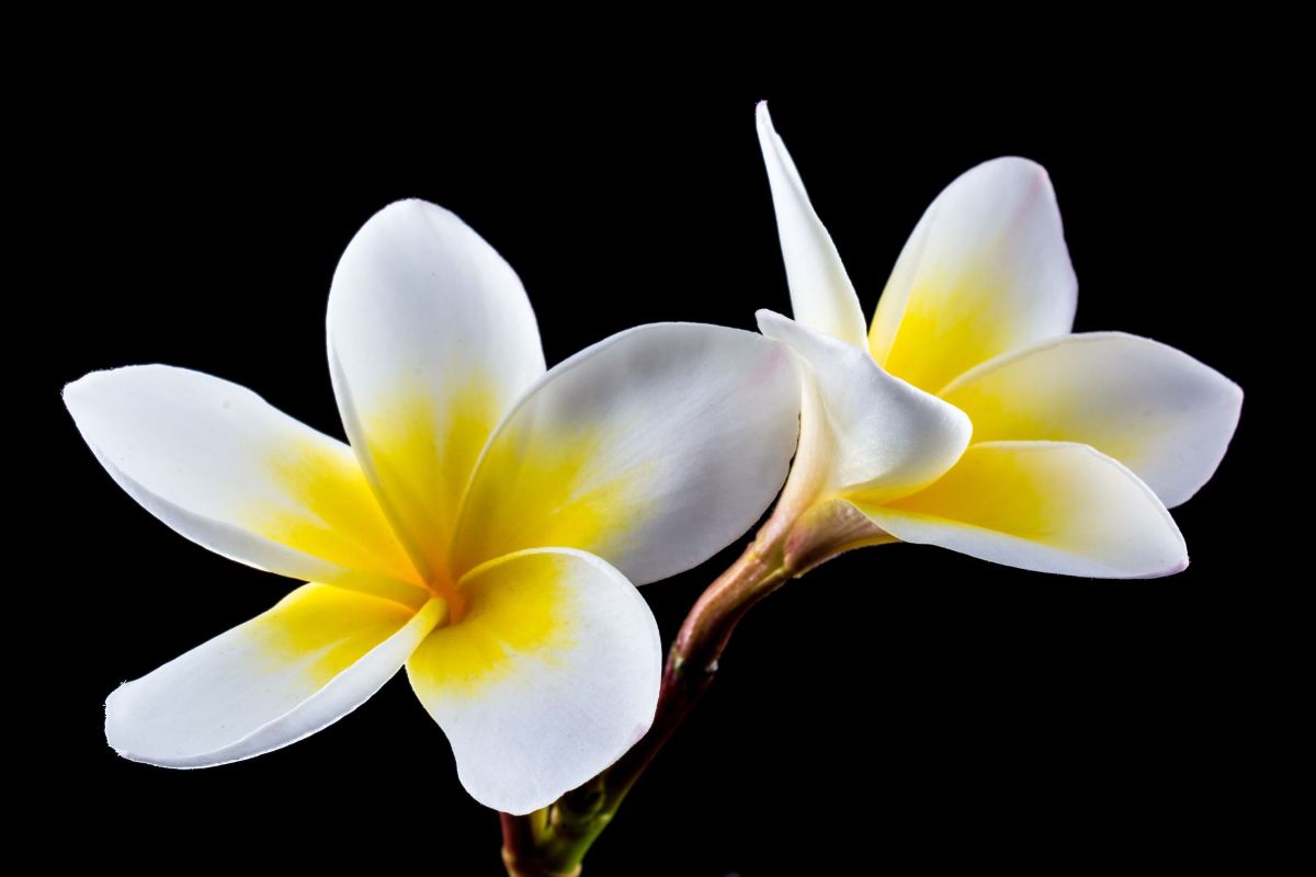 From Exotic Flowers in Wallpaper Wizard — HD Desktop Background With golden champa  flower