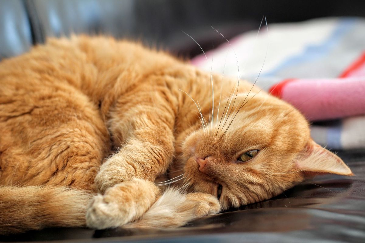 sleeping orange kittens