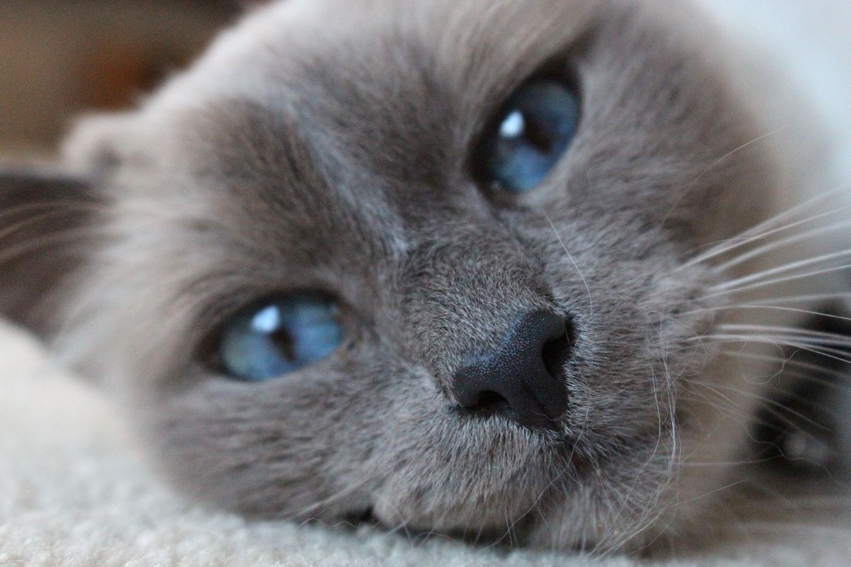 Grey siamese cat store with blue eyes