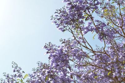 blue sky through jacaranda blossoms