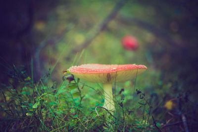 wild red mushroom