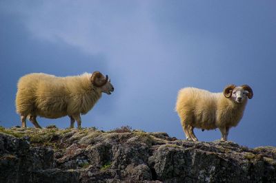 two mountain goats