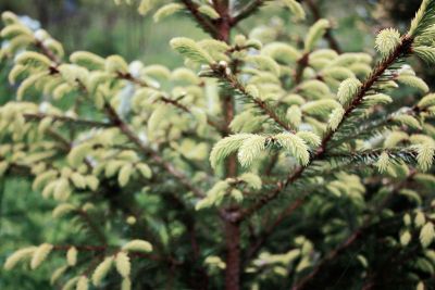 branches of a conifer