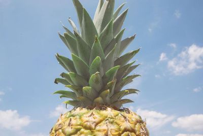 pineapple top