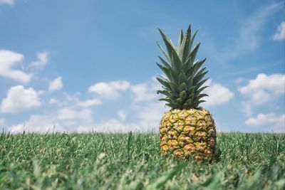 pineapple in the grass
