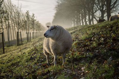 sheep in an orchard