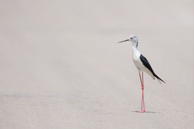 a single tall bird