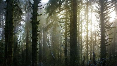 fog in jungle