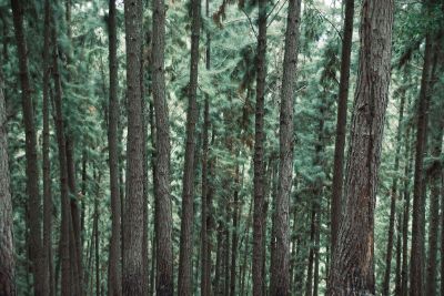 pine tree forest