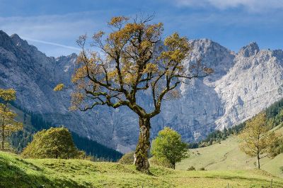 trees on valley