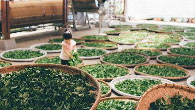 girl picking greens