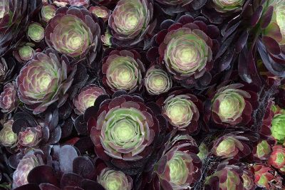 field of artichokes