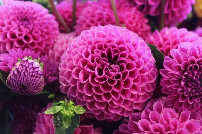 up close with the magenta flowers