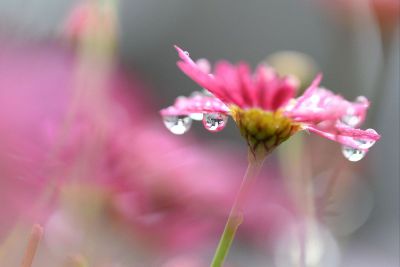 dew covered flower
