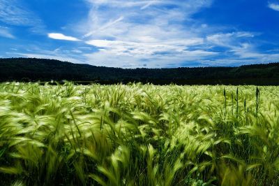 green crop under blue skys