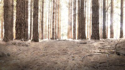 calm sepia forest floor