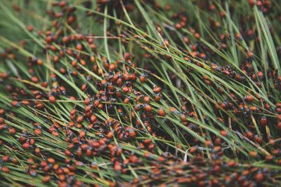 plant full of ladybugs