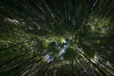 amazing bamboo trees