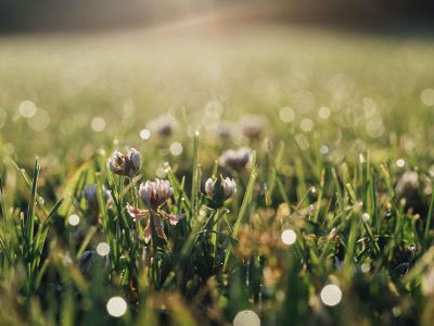 flowers in the field