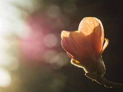 bud in the distant light