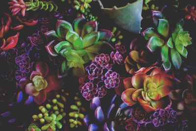 colorful succulents