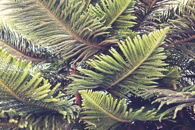 foliage close up