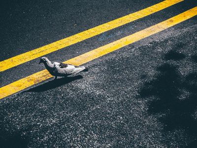 a bird in the street