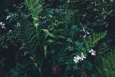 plant life in green