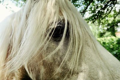 macro photo of white horse