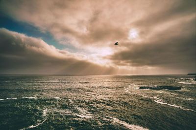 bird flying over water