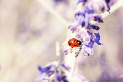 lady bug on flower