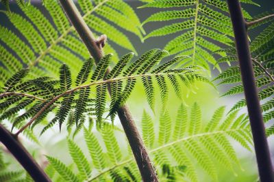 branching ferns