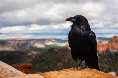 crow is standing