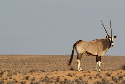 antelope in desert