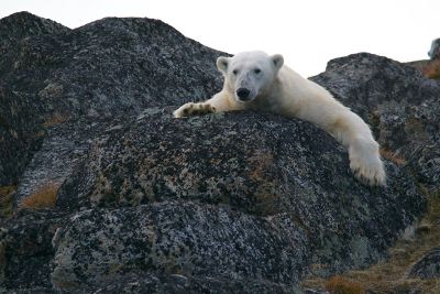 polar bear on rock