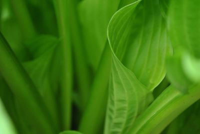 plant leaves