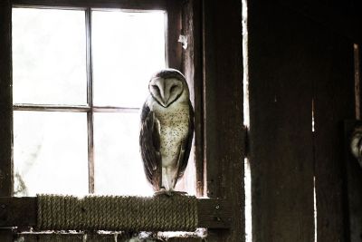 an owl in the house