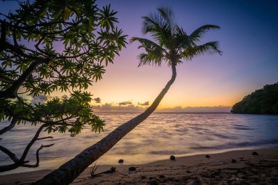 beach side tree