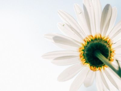 back of a whte daisy flower