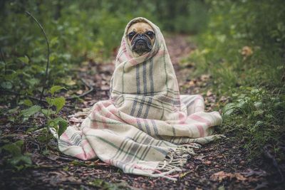 dog in a shawl