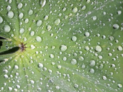 close up of leaf with waterdrops