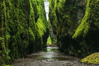 mossy riverbanks