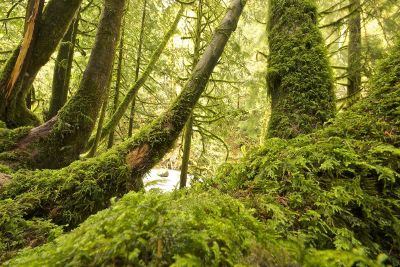 beautiful green forest