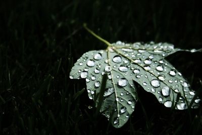 leaf with raindrops on it