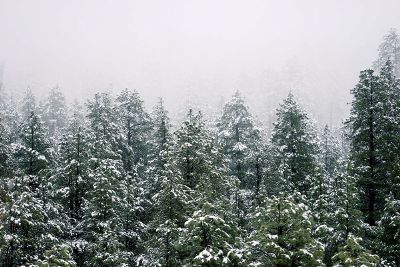 an icey forest