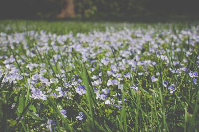 a field full of white flowers