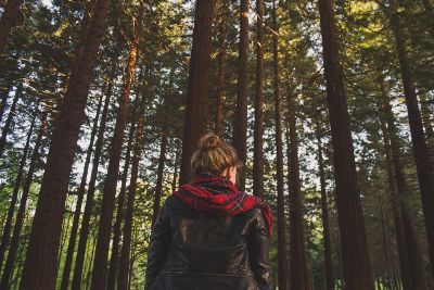 lonely walk in woods