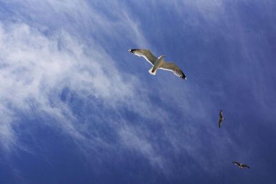 three seagulls flying in the sky