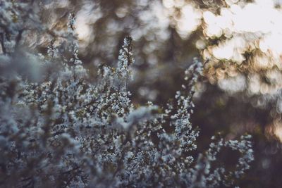 flowering trees